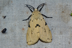 Eyralpenus subluteus