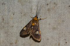Ulopeza flavicepsalis