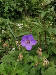 Geranium ruprechtii