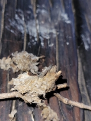 Petascelis remipes