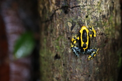 Dendrobates tinctorius