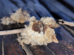 Petascelis remipes