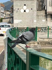 Columba livia domestica