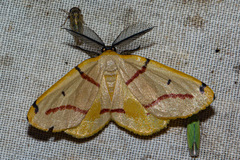 Phoenicocampa rubrifasciata