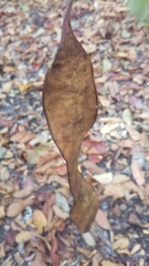 Albizia glaberrima