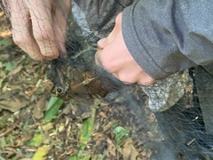 Dendrocolaptes picumnus