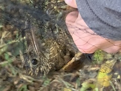 Dendrocolaptes picumnus