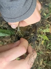 Dendrocolaptes picumnus