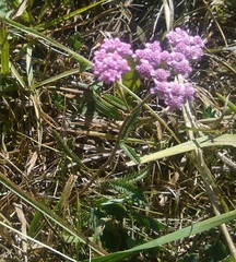 Achillea aspleniifolia