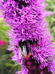 Bombus lapidarius