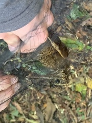 Dendrocolaptes picumnus