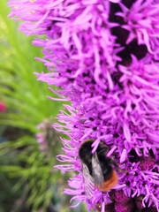 Bombus lapidarius