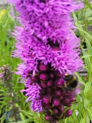 Bombus lapidarius