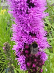 Bombus lapidarius