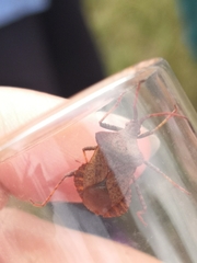 Coreus marginatus