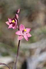 Thelymitra luteocilium