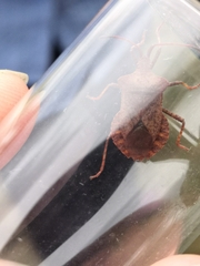 Coreus marginatus