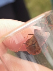 Coreus marginatus