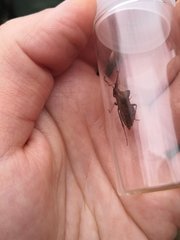 Coreus marginatus