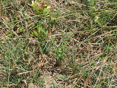 Centaurium japonicum
