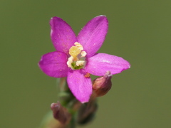 Centaurium japonicum