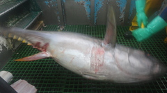 Thunnus obesus