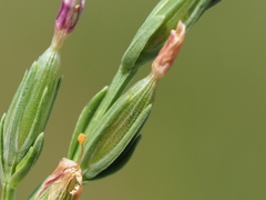 Centaurium japonicum