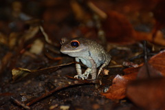 Leptobrachium pullum