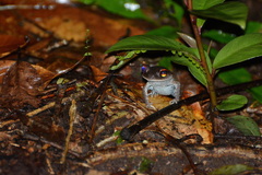 Leptobrachium pullum