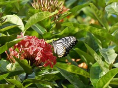 Papilio clytia clytia
