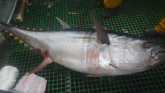 Thunnus obesus