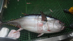 Thunnus obesus