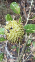 Rhopalocarpus