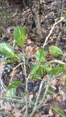 Rhopalocarpus