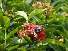 Papilio clytia clytia