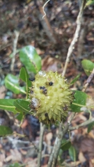 Rhopalocarpus