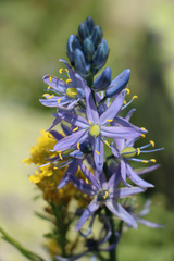 Camassia leichtlinii