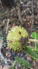 Rhopalocarpus