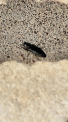 Melanophila cuspidata