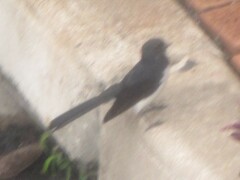 Rhipidura leucophrys picata