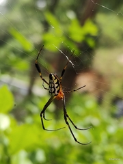 Leucauge