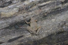 Microhyla berdmorei