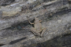 Microhyla berdmorei