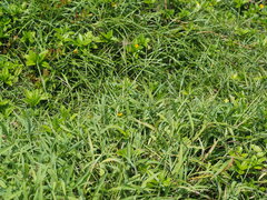 Ischaemum aristatum