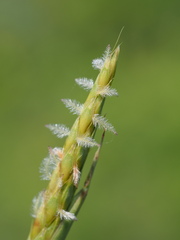 Ischaemum aristatum