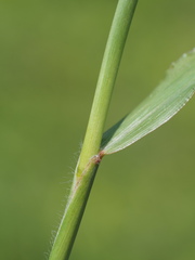 Ischaemum aristatum