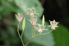 Tricyrtis maculata
