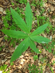 Cardamine heptaphylla