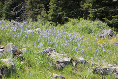 Camassia leichtlinii
