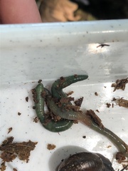 Aporrectodea smaragdina